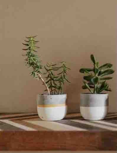 janaejavan-planter