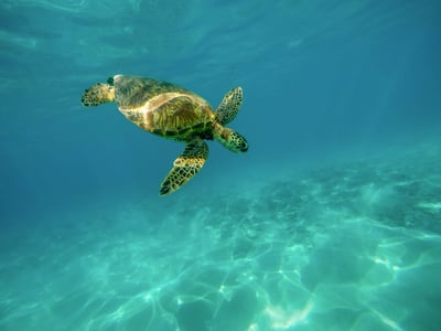A photo of a turtle swimming.