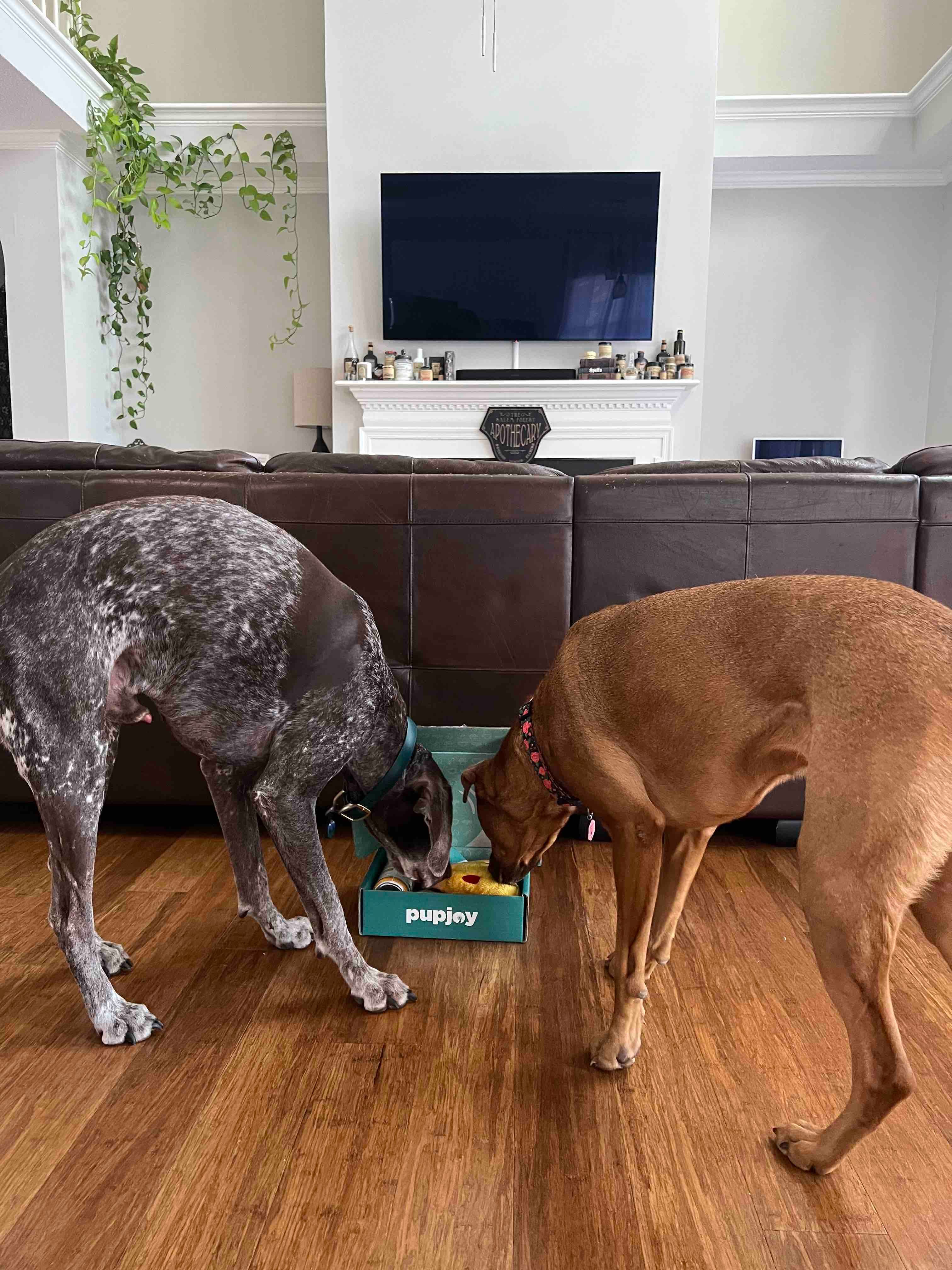 pupjoy-subscription