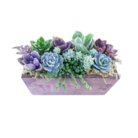 wind-sea-succulent-garden